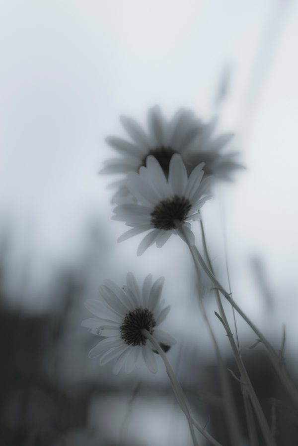 Margurit blomst. Elsker, Elsker ikke. Fotokunst